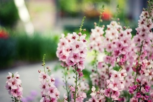 赵雅芝简历个人资料简介（赵雅芝简历个人资料简介身高）