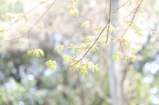 苹果扬声器突然没声音了（苹果扬声器突然不响了）