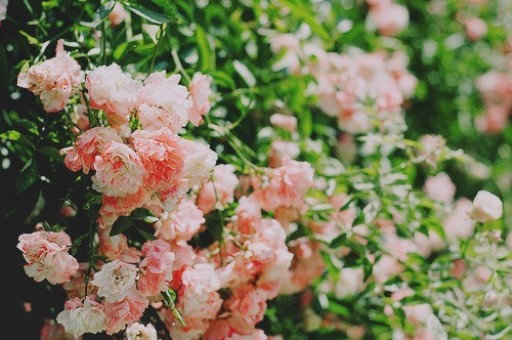 香港的市花是什么花（澳门的市花是什么花）